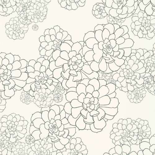 Aeonium - Clean White